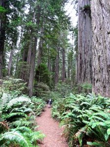tiny-jim-redwoods-2016
