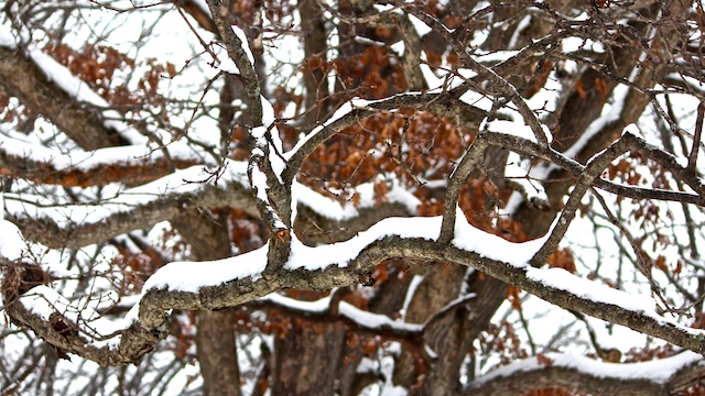 snow-on-oak