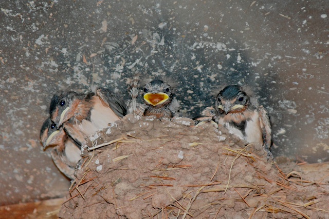 barn-swallows